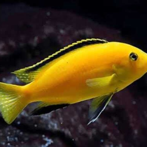 Yellow Cichlid