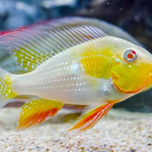 ALBINO ACARICHTHYS HECKELII