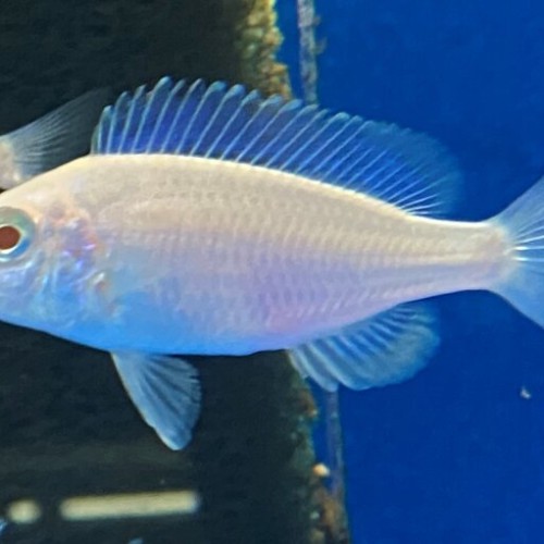 Albino dolphin  Cichlid