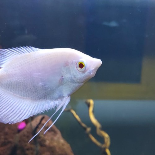 Albino Gaint Gourami