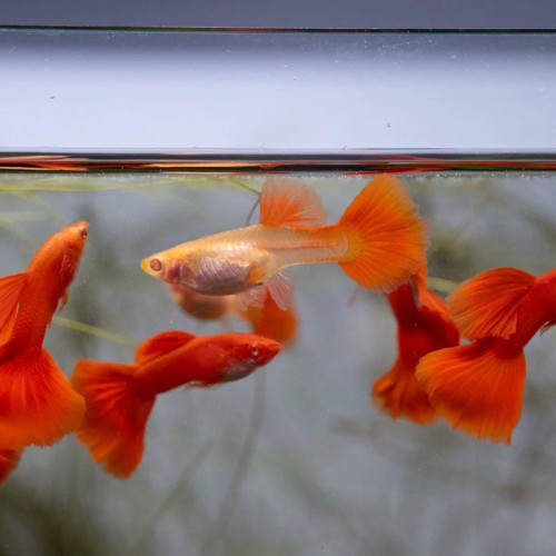 Albino Full Red Guppy