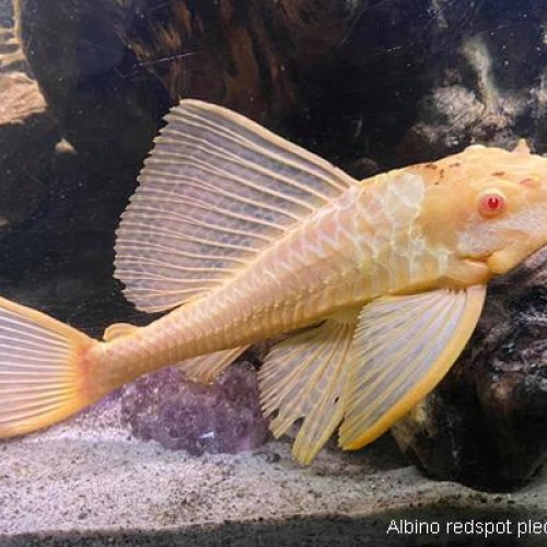 Albino Sucker