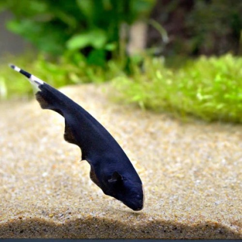 Black Ghost Knife Fish -3inch