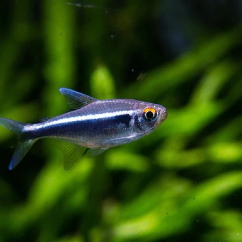 Black Neon Tetra