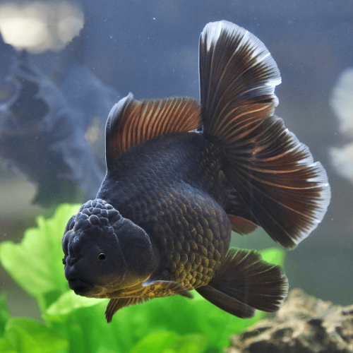 BLACK ORANDA - 12-13CM