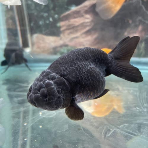 BLACK RANCHU - 9-10.0CM