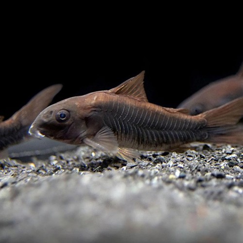 BLACK VENEZUELA CORYDORAS