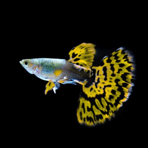 Tiger Cobra Guppy