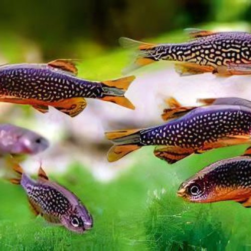 Galaxy Rasbora