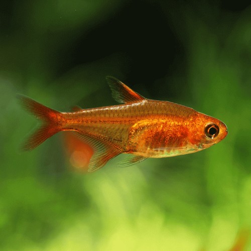 Ember Tetra