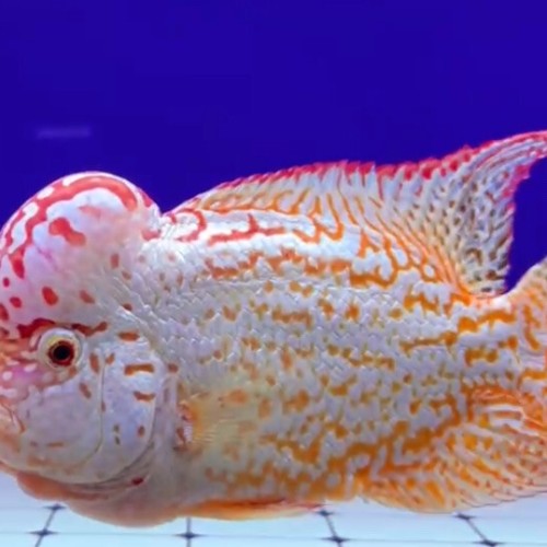 GOLDEN BASE FLOWERHORN