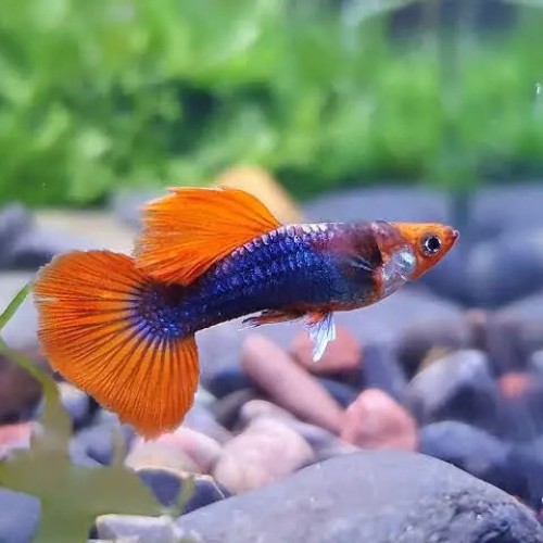 Koi  tuxedo Guppy
