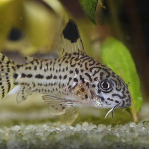 LEOPARD CORYDORAS