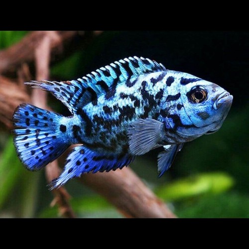 ELECTRIC BLUE DEMPSEY CICHLID