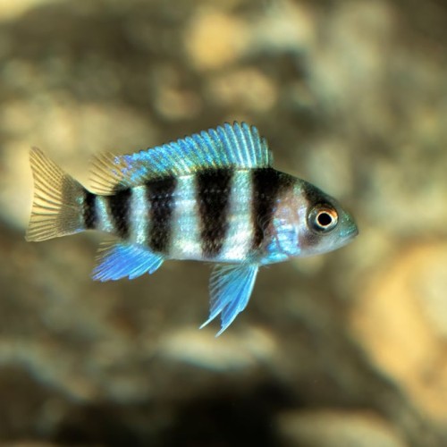 FRONTOSA CICHLID-5 CM