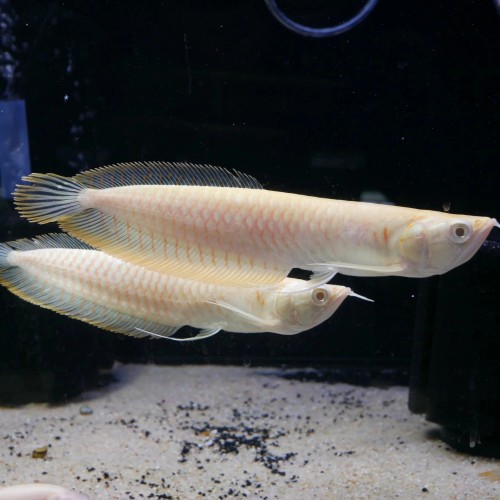 Albino Silver Arowan-6inch
