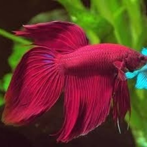 Fighter Longtail Male