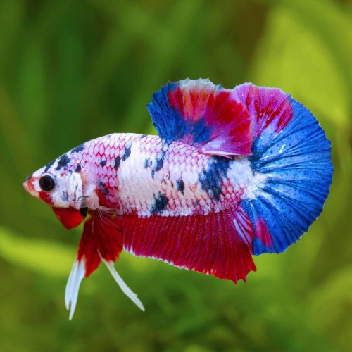 Fighter Galaxy Plaket