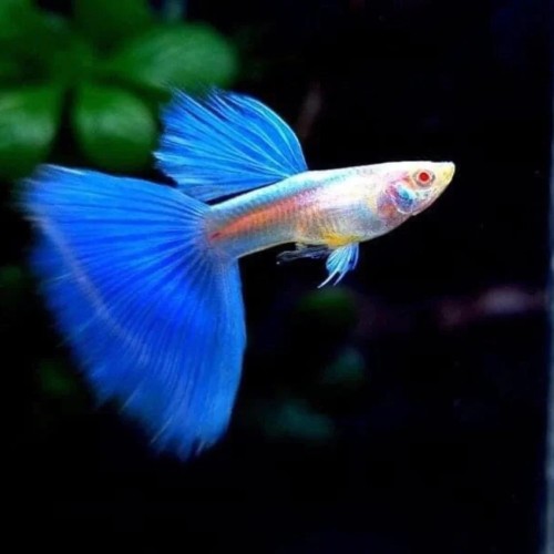 Blue Topaz guppy