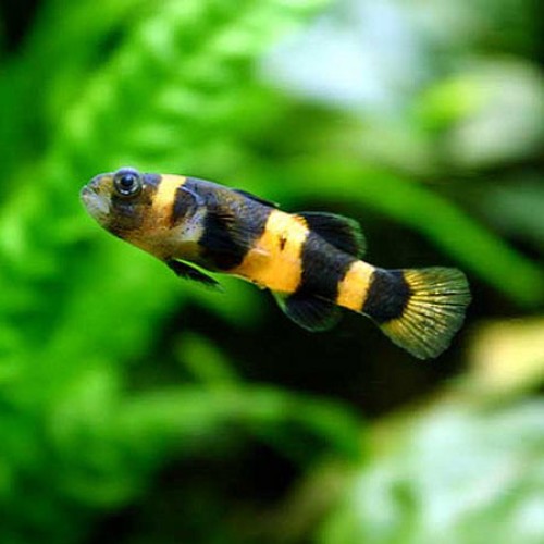 Bumble bee goby