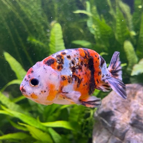 CALICO RANCHU - 8-9CM