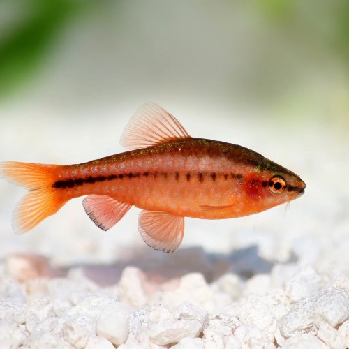 Cherry Barb