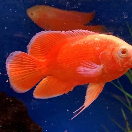 Chili Super Red Oscar-2inch