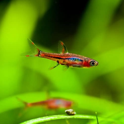 Chilli Rasbora
