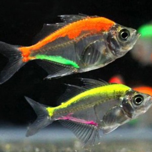 COLOUR GLASS ANGEL (ASSORTED)