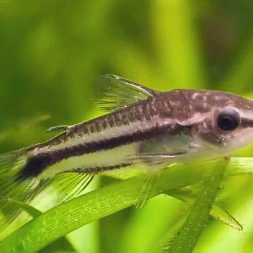 CORYDORAS PYGMAEUS