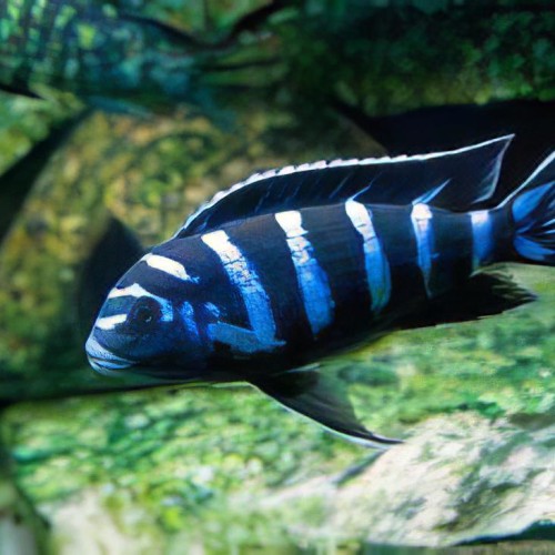 Demansoni Cichlid