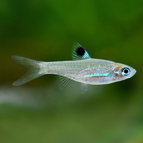 Emerald eye tetra