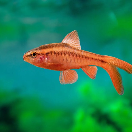 Lonfin Cherry Barb