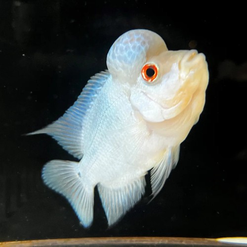 Thai Silk Flower Horn