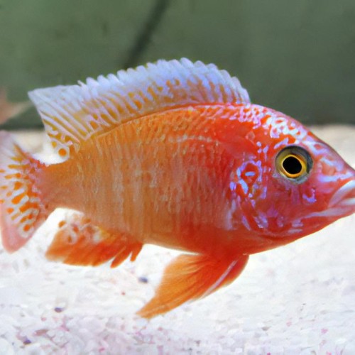 STRAWBERRY PEACOCK  CICHLID-2.5 INCH
