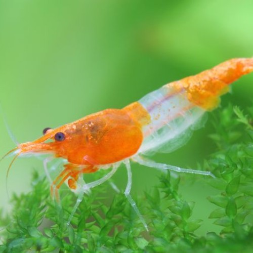 ORANGE RILI SHRIMP