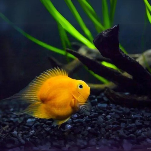 HEART SHAPE  PARROT 7- 8 CM