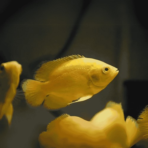 Super Yellow Oscar-2Inch