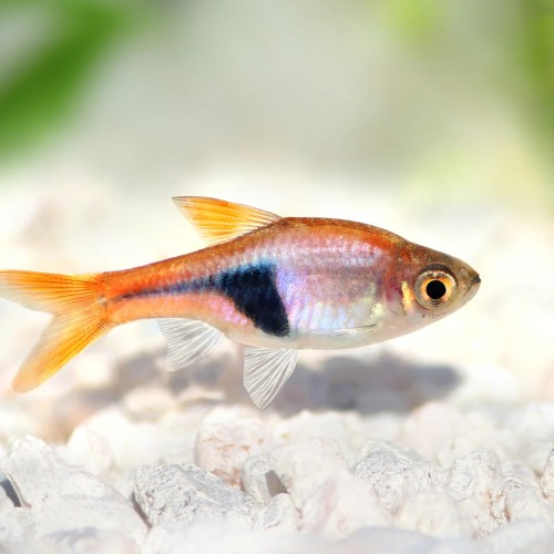 HARLEQUIN RASBORA