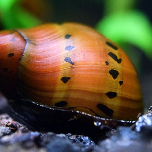 Nerite Snail