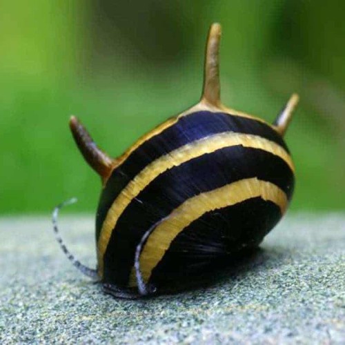 Horn Snail