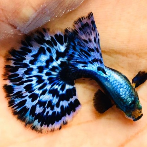 Black Dumbo Purple Fancy Guppy