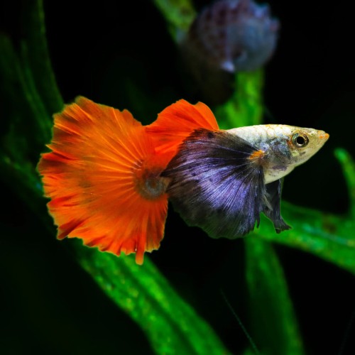 Redtail Platinum Guppy