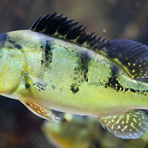 Peacock Bass