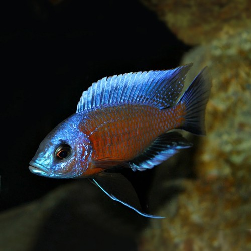 Kadango cichlid