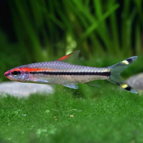 Puntius Denisoni Barb-2inch