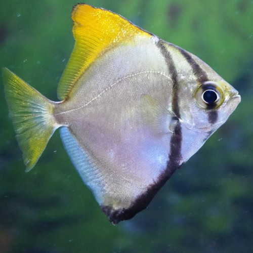 SEA ANGEL / MONO - 5 CM