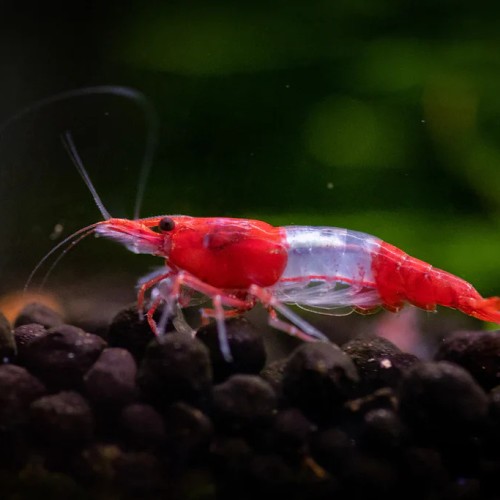RED RILI SHRIMP