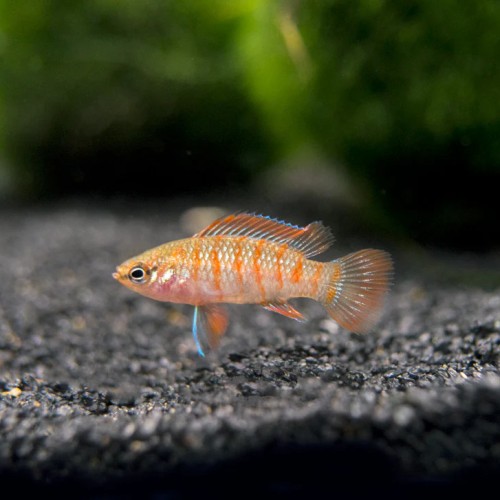 Scarlet Badis