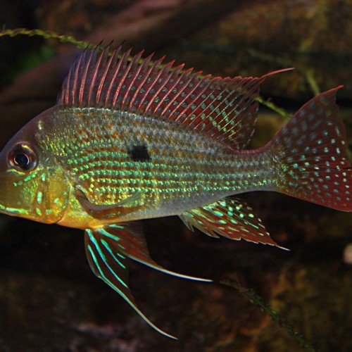 Geophagus Cichlid